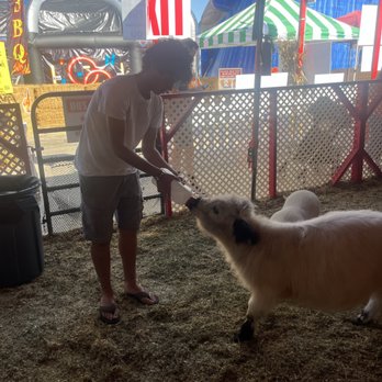 Torrance Pumpkin Patch - Feeding Lefty the micro cow - Pumpkin Patches Near Me - Torrance, California Torrance Pumpkin Patch - Feeding Lefty the micro cow - Pumpkin Patches Near Me - Torrance, California