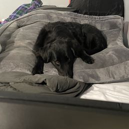 Tiki napping after a long hard day of getting vaccines. Tiki napping after a long hard day of getting vaccines.