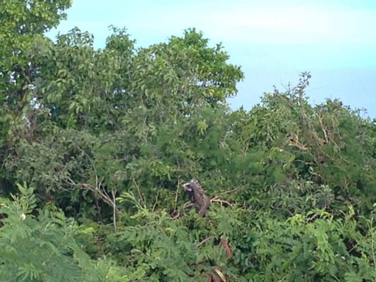 Drake's Seat by null