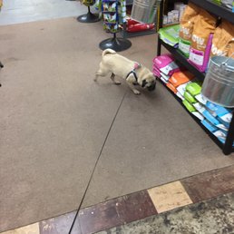 Ideal Pet Stop - The smell of things to eat! - Pet Stores Near Me - Seattle, Washington