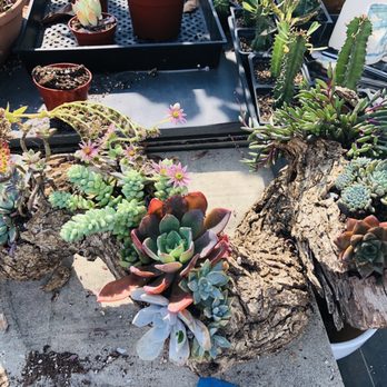 Aeonian Verde Nursery - Nurseries & Gardening Near Me - Bell Gardens, California