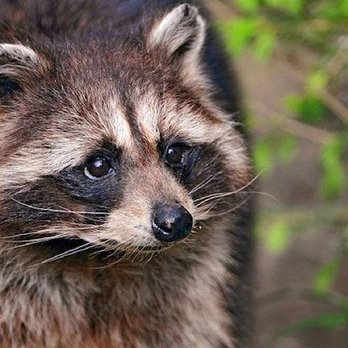 Beach Boys Wildlife Removal - Wildlife Control Near Me Beach Boys Wildlife Removal - Wildlife Control Near Me