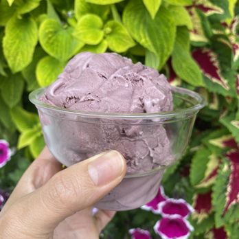 Norway Soft Serve - Black raspberry with chocolate chips yogurt - Ice Cream & Frozen Yogurt Near Me - South Paris, Maine Norway Soft Serve - Black raspberry with chocolate chips yogurt - Ice Cream & Frozen Yogurt Near Me - South Paris, Maine