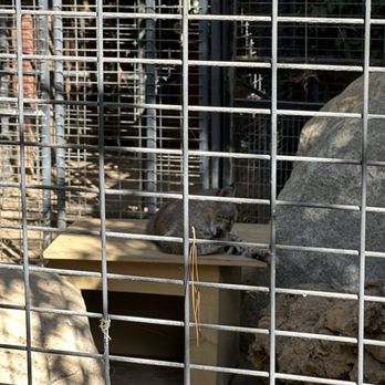 Wildlife Learning Center - Bobcat - Zoos Near Me - Sylmar, California