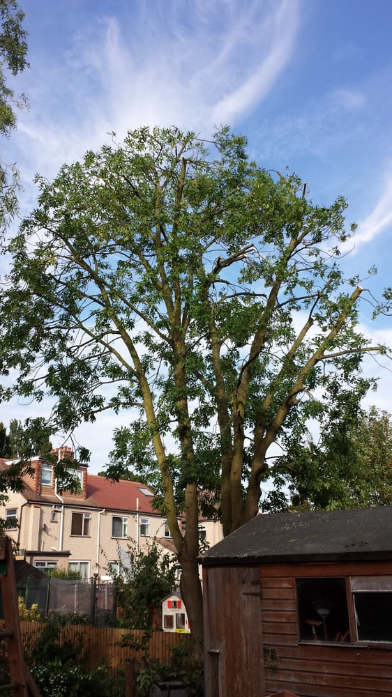 RED BRANCH TREE SERVICES Updated August 2024 10 Photos 5 Holyrood