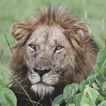 Boutique Travel - Lion in the grass, Zimbabwe - Travel Agents Near Me - Oakland, California Boutique Travel - Lion in the grass, Zimbabwe - Travel Agents Near Me - Oakland, California