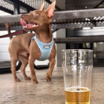 Calusa Brewing - Taquito and amazing - Beer Bar Near Me - Sarasota, Florida