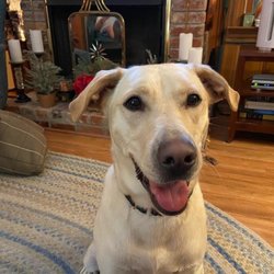 Jabula Dog Academy - Lilly the wild child.