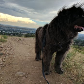 Dogs Colorado - The BIG BOY up on Green Mountain - Dog Walkers Near Me Dogs Colorado - The BIG BOY up on Green Mountain - Dog Walkers Near Me