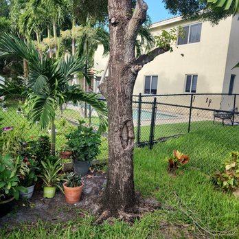 Tree Services Pacheco - This is the tree Pacheco and his crew cut down for me - Tree Services Near Me Tree Services Pacheco - This is the tree Pacheco and his crew cut down for me - Tree Services Near Me