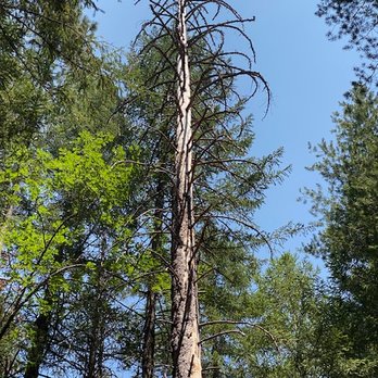 A Cut Above Tree Service - Very tall and very dead, dangerous tree - Tree Services Near Me - Grants Pass, Oregon A Cut Above Tree Service - Very tall and very dead, dangerous tree - Tree Services Near Me - Grants Pass, Oregon