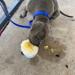 Cute pup cups made from beef broth and peanut butter flavor with a dog treat Cute pup cups made from beef broth and peanut butter flavor with a dog treat