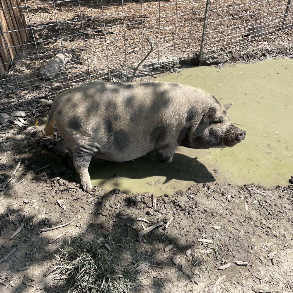 Oinking Acres Farm - Attraction Farms Near Me - Brownsburg, Indiana Oinking Acres Farm - Attraction Farms Near Me - Brownsburg, Indiana