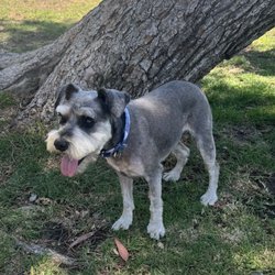 Mountainview Pet Boutique - Mr. Fred at the park