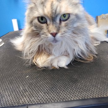 Moon Mutts Grooming - Pet Groomers Near Me - Coraopolis, Pennsylvania