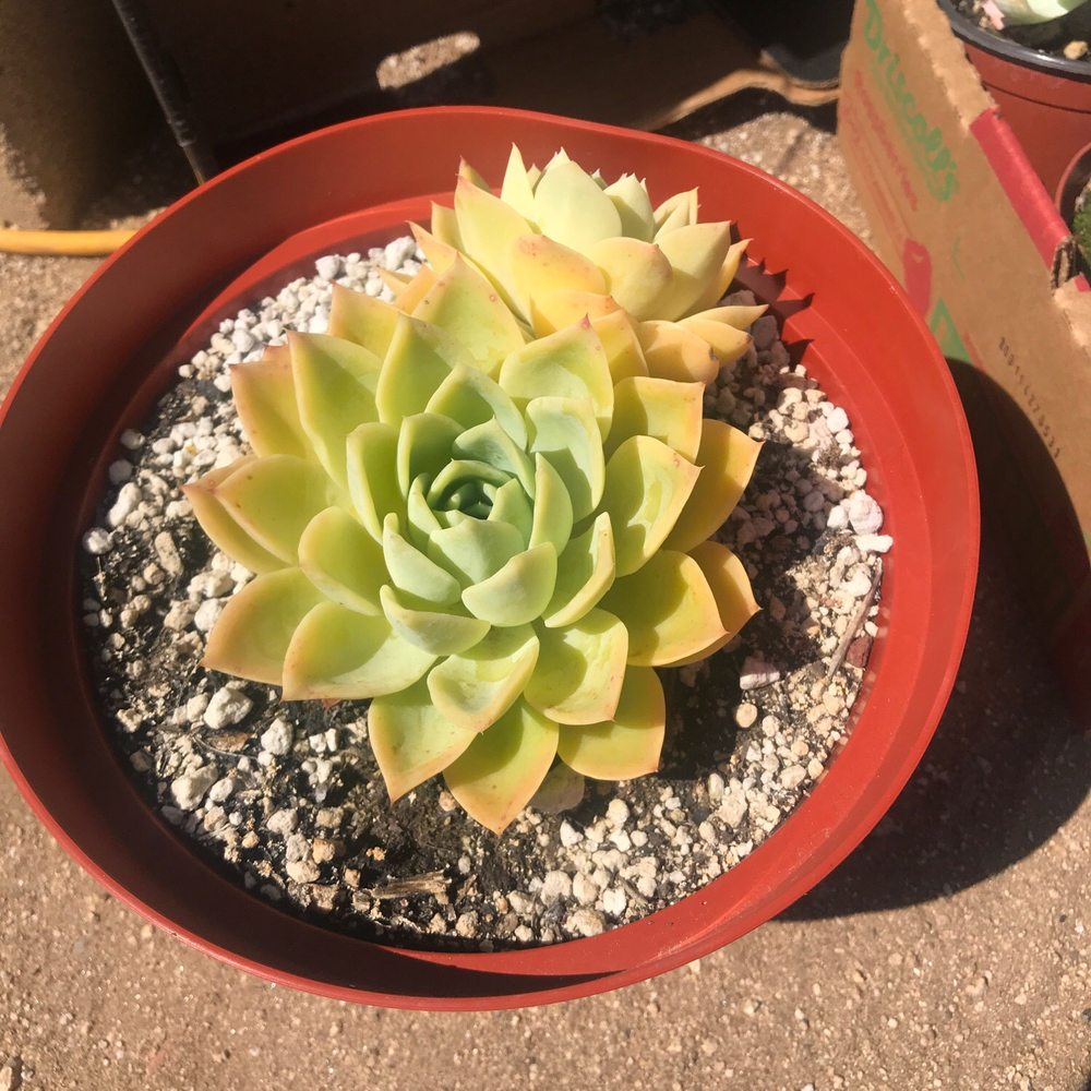 Rojas Succulents and Cacti - Nurseries & Gardening Near Me - Fallbrook, California Rojas Succulents and Cacti - Nurseries & Gardening Near Me - Fallbrook, California