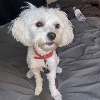 Barking Lot - Pet Groomers Near Me - Las Vegas, Nevada