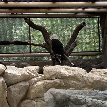 Lindsay Wildlife Experience - Bald eagle - Museums Near Me - Walnut Creek, California Lindsay Wildlife Experience - Bald eagle - Museums Near Me - Walnut Creek, California