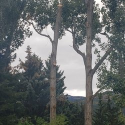 Arbor Medic Tree Service - This is why I requested an on site visit. Pretty ugly for a 'clean and trim'.