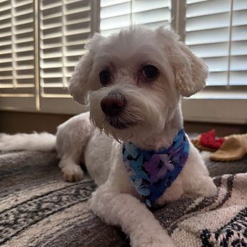 Sparkle & Shine Pet Grooming - Pet Groomers Near Me - Shadow Hills, California Sparkle & Shine Pet Grooming - Pet Groomers Near Me - Shadow Hills, California