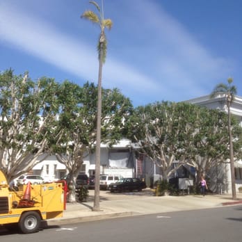 Island Tree Service - Reduce, laced and shape of (3) Ficus in a commercial parking lot. - Tree Services Near Me