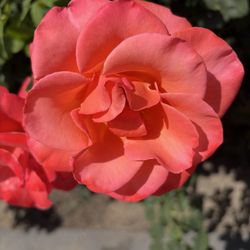 International World Peace Rose Gardens - This is a very fragrant rose