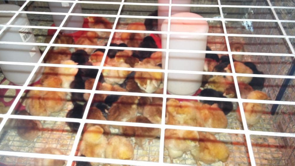 Largo Feed & Pet Supply Image