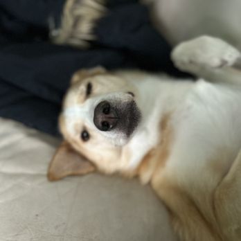 Pet sitting - Pet Sitting Near Me