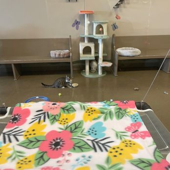 Black Forest Cat Cafe - The cat area is separate and there are window so you can watch the cats. You have to pay $10 for a spot. Reservation highly recommended. - Themed Cafes Near Me - Fort Wayne, Indiana