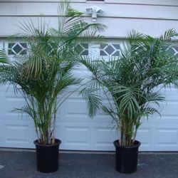 Discovery Island Palms - Discovery Island Palms
