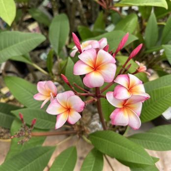 Jungle Jack's Palms, Plumerias & More - Nurseries & Gardening Near Me - Vista, California Jungle Jack's Palms, Plumerias & More - Nurseries & Gardening Near Me - Vista, California