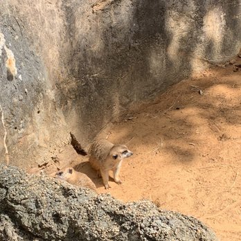 Dallas Zoo - Zoos Near Me - Dallas, Texas Dallas Zoo - Zoos Near Me - Dallas, Texas