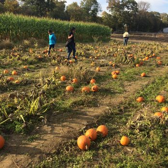 Farms View Roadstand - The Punkin patch - Farmers Market Near Me - Wayne, New Jersey
