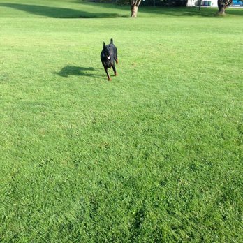 Austin Dog Manners - Jordan in park - Pet Training Near Me Austin Dog Manners - Jordan in park - Pet Training Near Me