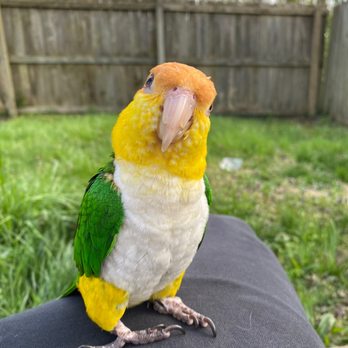 La Isla - My pet Isla! - Mexican Near Me - Lawrenceburg, Kentucky La Isla - My pet Isla! - Mexican Near Me - Lawrenceburg, Kentucky