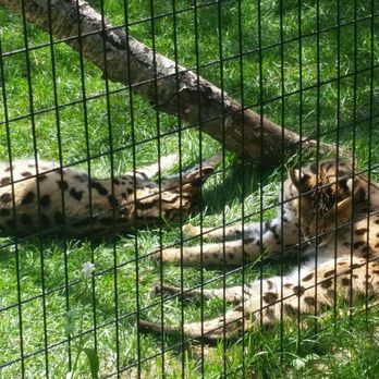 Safari North Wildlife Park - Zoos Near Me - Brainerd, Minnesota