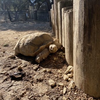 Austin Zoo - Zoos Near Me - Austin, Texas