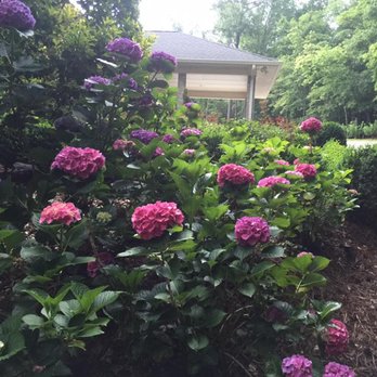 LawnWorks - Unique hydrangeas color at one of our clients landscapes we designed, built and maintain - Landscaping Near Me - Macon, Georgia LawnWorks - Unique hydrangeas color at one of our clients landscapes we designed, built and maintain - Landscaping Near Me - Macon, Georgia