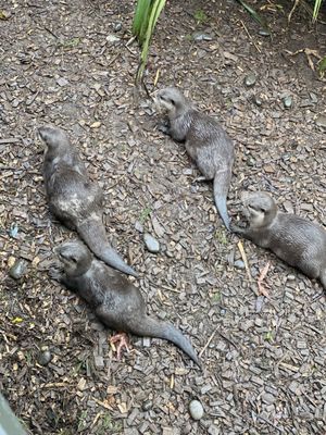 Willowbank Wildlife Reserve by null