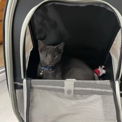 Bastrop Veterinary Hospital