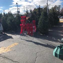 Cooks Christmas Trees