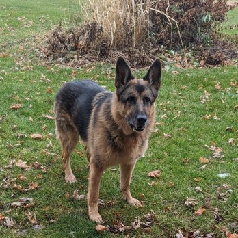 Pet Serve - Pet Sitting Near Me