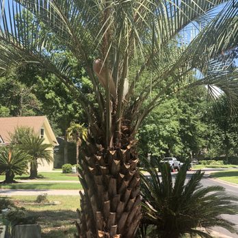 Rescue Landscaping - a palm tree in a residential area - Pressure Washers Near Me Rescue Landscaping - a palm tree in a residential area - Pressure Washers Near Me