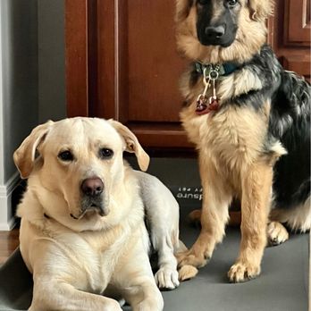 K911! - Gretta & Queso - Pet Training Near Me