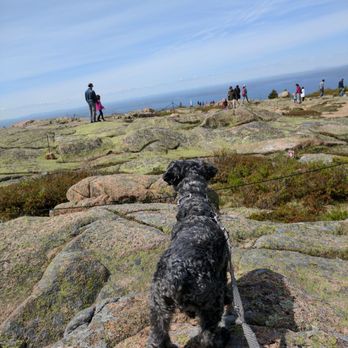Cadillac Mountain North Ridge Trail - Dog hike - Hiking Near Me Cadillac Mountain North Ridge Trail - Dog hike - Hiking Near Me