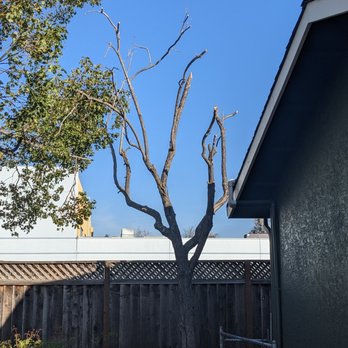 Mendoza’s Tree Service - After - Tree Services Near Me Mendoza’s Tree Service - After - Tree Services Near Me