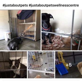 Just About Pets Wellness Centre - Pet Stores Near Me - Abbotsford, British Columbia