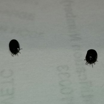 Snyder Park - Ticks at Snyder Park - Parks Near Me - Fort Lauderdale, Florida Snyder Park - Ticks at Snyder Park - Parks Near Me - Fort Lauderdale, Florida