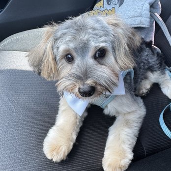 Pawssentials - Pet Groomers Near Me - Milpitas, California Pawssentials - Pet Groomers Near Me - Milpitas, California