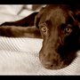 Photo of All Creatures Small Animal Hospital